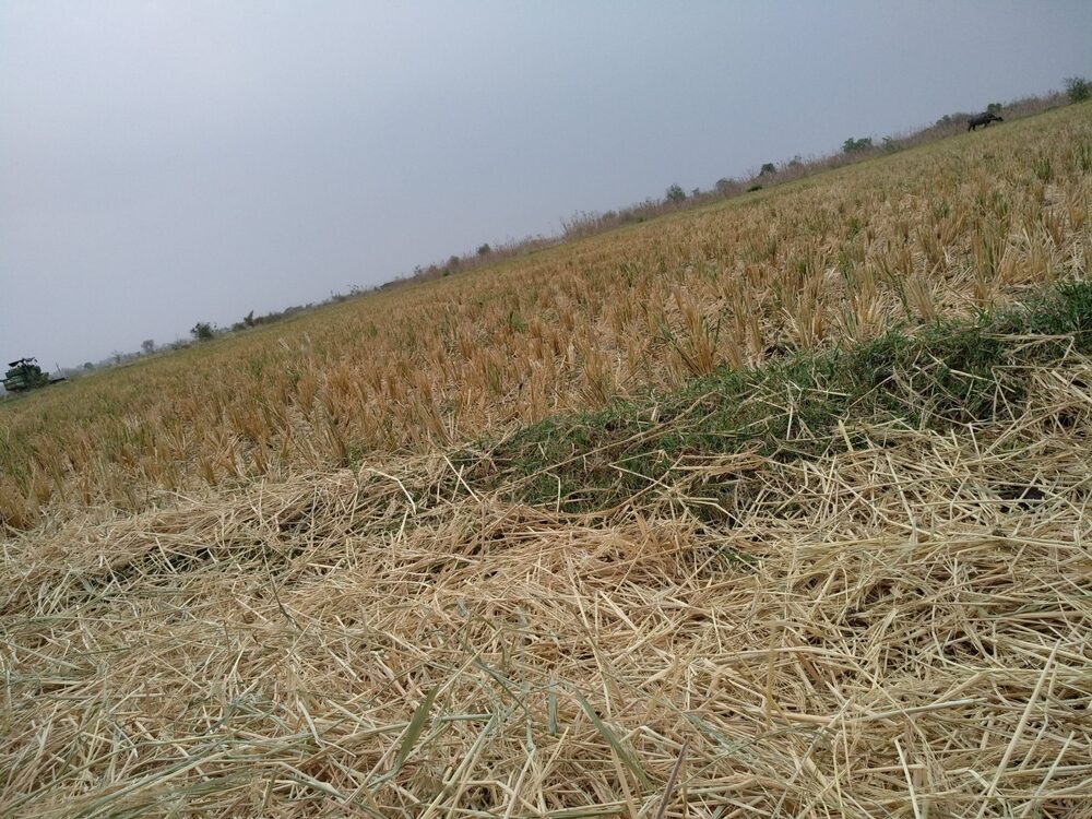 Immagine di eventi climatici che colpiscono l'agricoltura