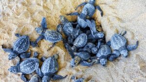 Censimento nidi di Caretta caretta in Italia