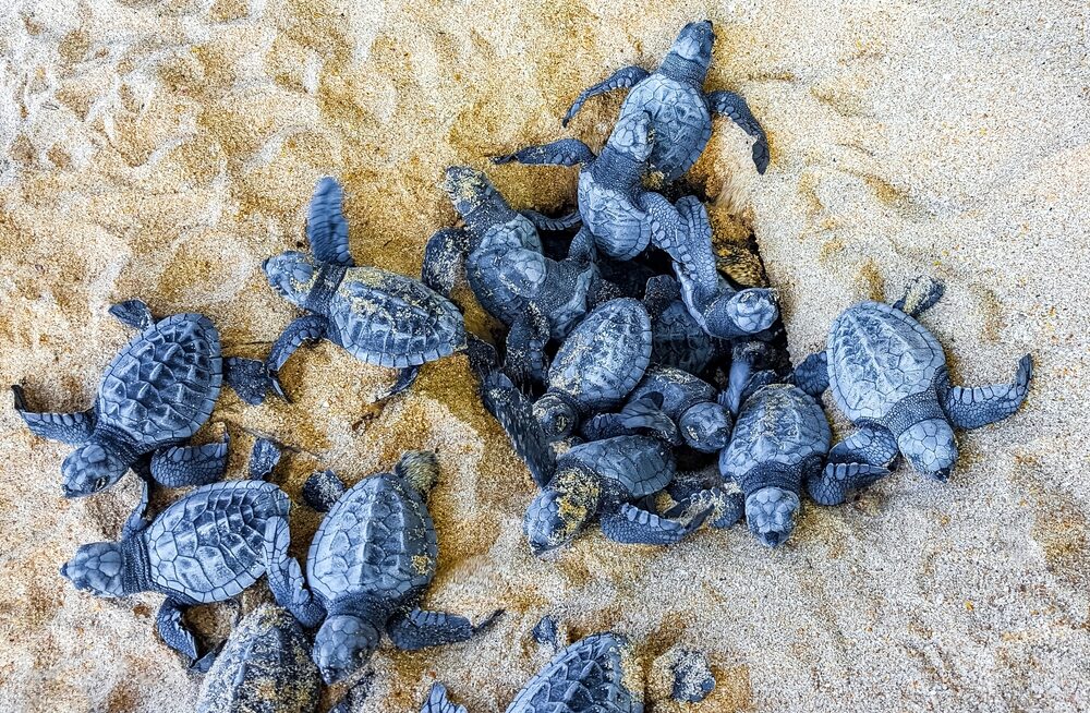 Censimento nidi di Caretta caretta in Italia