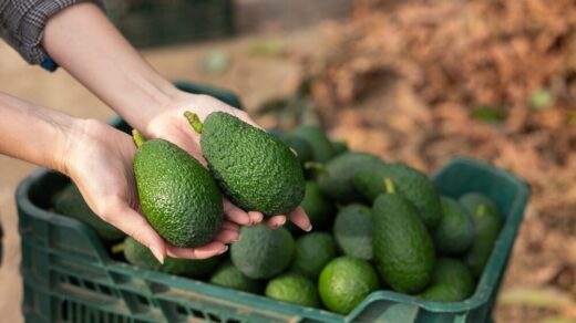 Campo di avocado in Sicilia