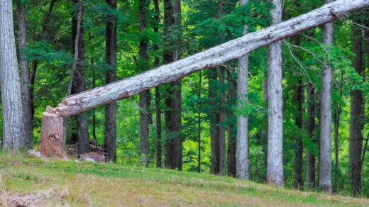 Aumento dei costi nella produzione di pannelli in legno