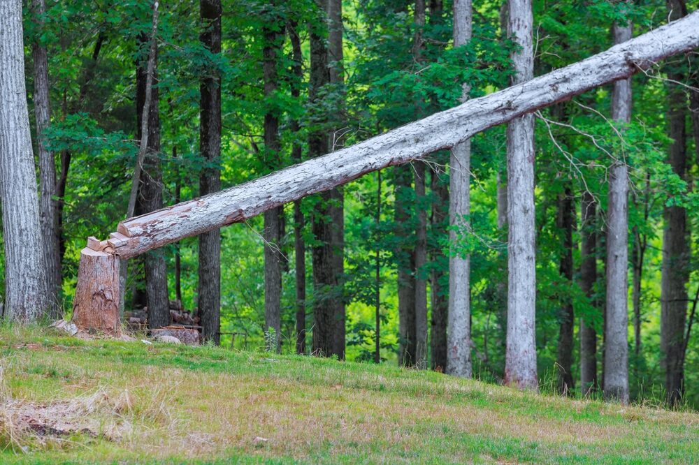 Aumento dei costi nella produzione di pannelli in legno