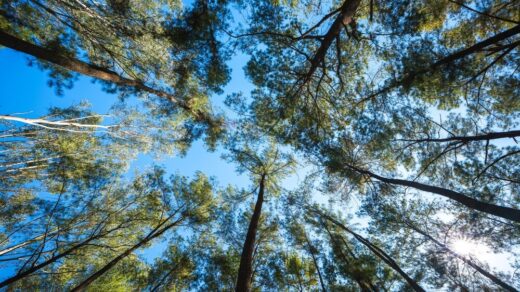 Piantumazione alberi in Italia