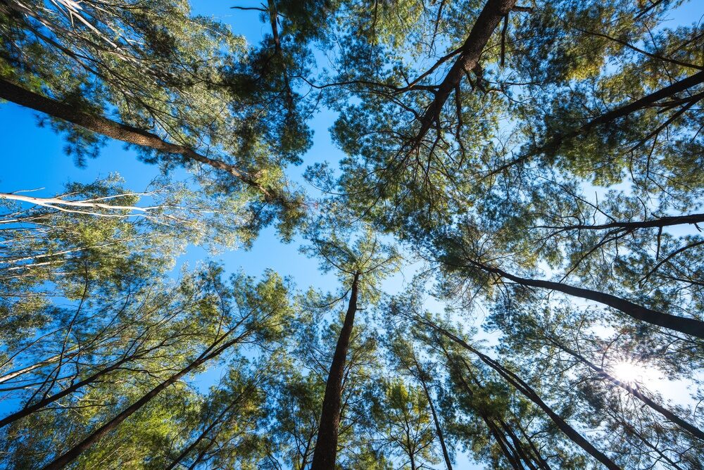 Piantumazione alberi in Italia