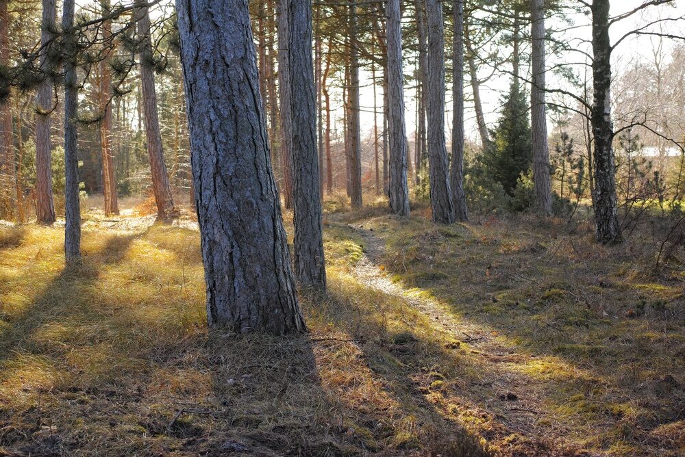 Foreste in Italia